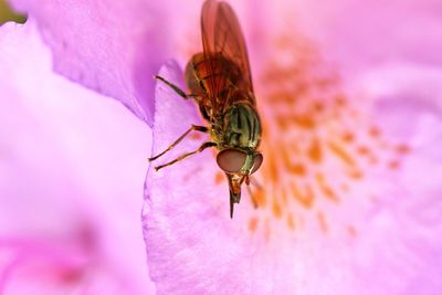 Close-up of insect on purple flower
