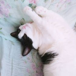 High angle view of cat sleeping on bed
