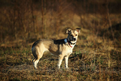 Dog standing in field