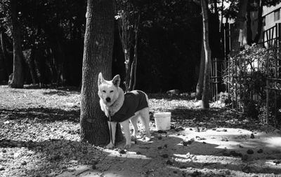 Portrait of a dog