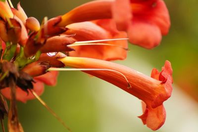 Close-up of orange flowers blooming in park