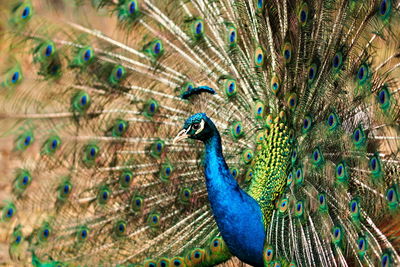 Close-up of peacock