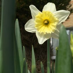 Close-up of yellow flower