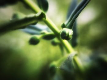 Close-up of fresh green plant