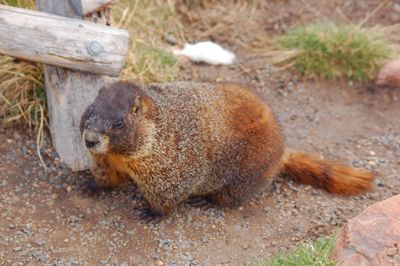 High angle view of woodchuck on field