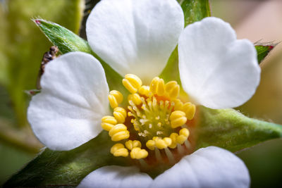 Close-up of white flowering plant