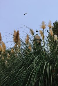 Low angle view of birds flying against sky