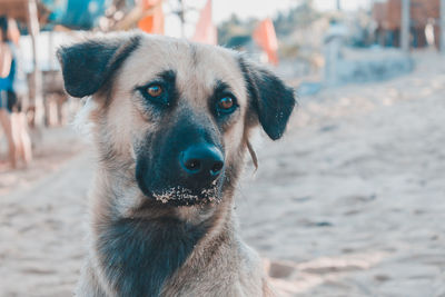 Close-up portrait of dog looking away