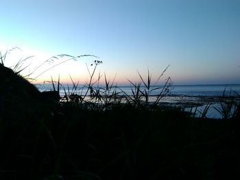 Silhouette plants on beach against clear sky at sunset