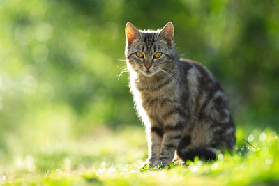 Cat sitting in a field