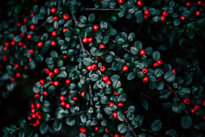 Decorative bush with red berries