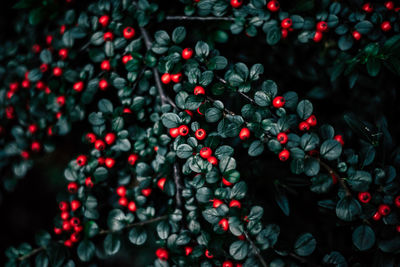 Close-up of berries growing on tree