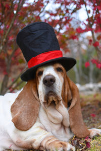 Portrait of dog wearing hat 