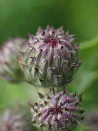 Close-up of flowers