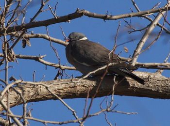 Low angle view of pigeon perching on branch against sky