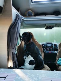 Dogs sitting in car