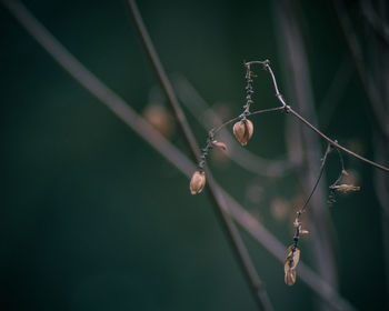 Close-up of insect on spider web