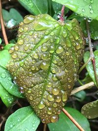 Close-up of wet plant