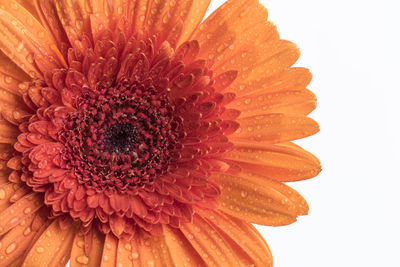 Close-up of daisy flower against white background