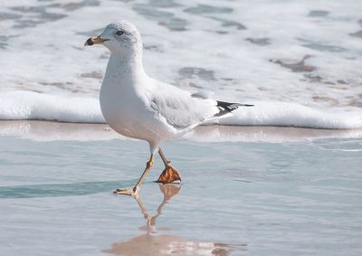 Seagull perching on a beach