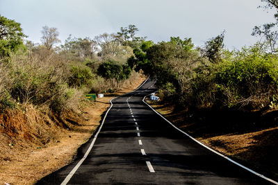 Road along trees