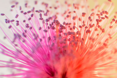 Full frame shot of pink flower