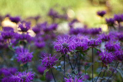 Close-up of purple flowering plants on field