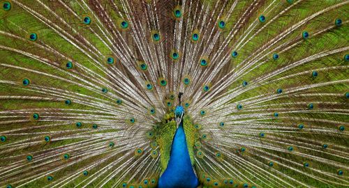 Full frame shot of fanned out peacock