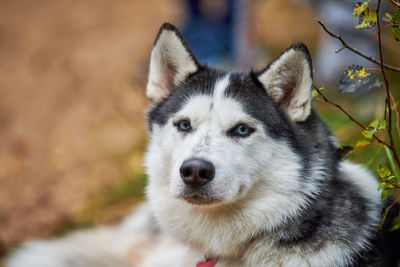 Purebred siberian husky dog with beautiful blue eyes in collar, siberian husky, sled dog breed