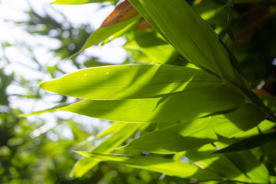 Close-up of green leaves