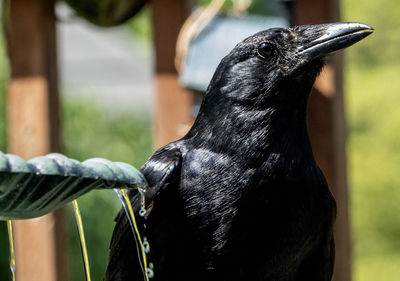 Crow on the fountain