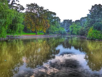 Trees in park