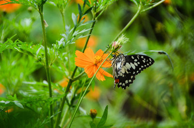 Close-up of butterfly pollinating on flower