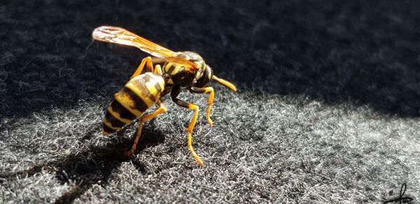 Close-up of insect on land