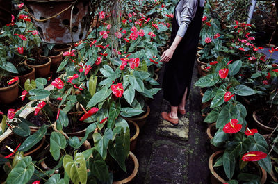 Low section of woman standing by plants