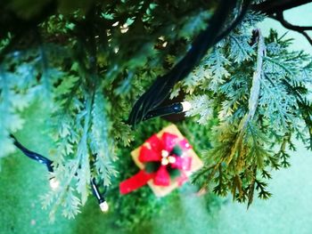 Close-up of flower hanging on tree