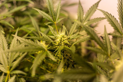 Marijuana medical cbd plant