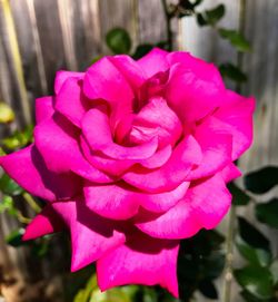 Close-up of pink flower blooming outdoors