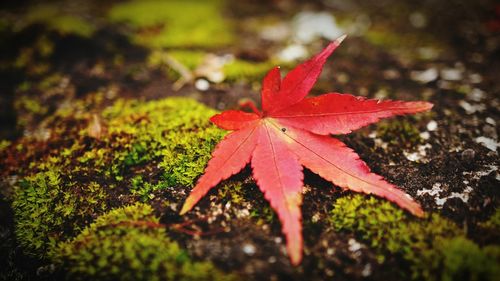 Close-up of red maple leaf