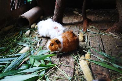 High angle view of a sheep