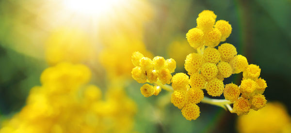 Close-up of yellow flowering plant