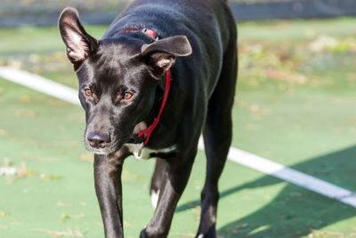 Close-up portrait of dog standing on grass