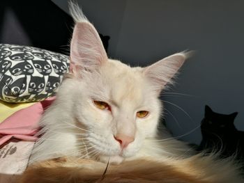 Close-up portrait of cat relaxing at home