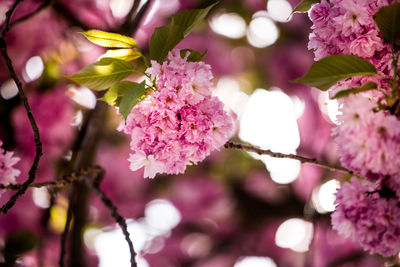 Close-up of pink cherry blossom tree