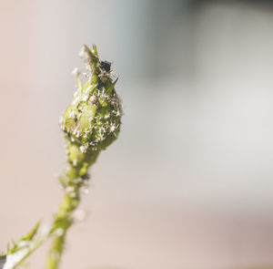 Close-up of bud with insects outdoors