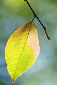 A bright green, pink and yellow leaf illuminated by the sun on a thin branch.