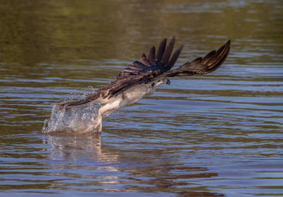 View of bird flying over lake