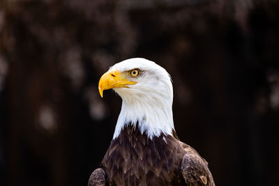 Close-up of eagle looking away