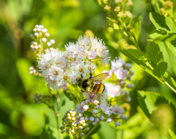 Close-up of bee pollinating on flower