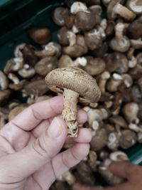 Close-up of hand holding mushroom